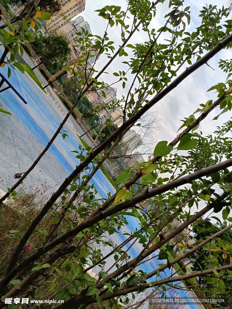 透過枝葉看藍天碧水
