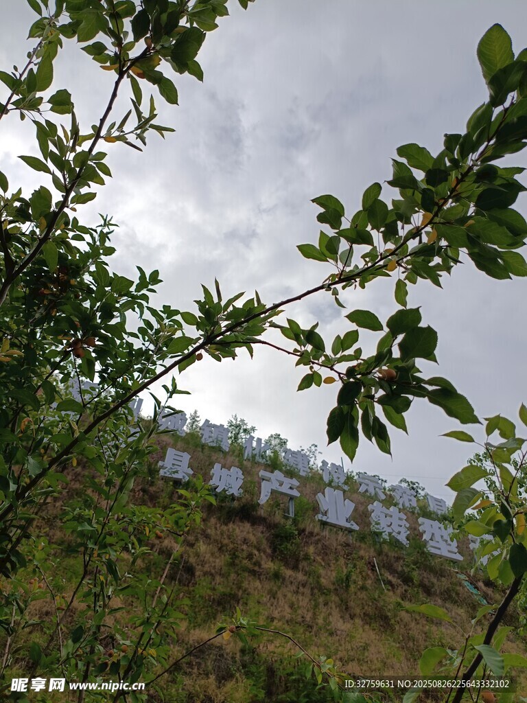 山坡上的光伏板與綠植