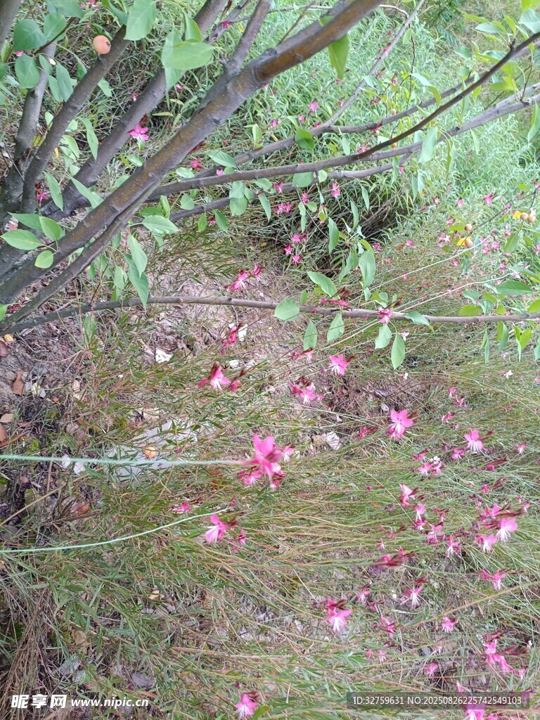 林間散落的粉色花朵