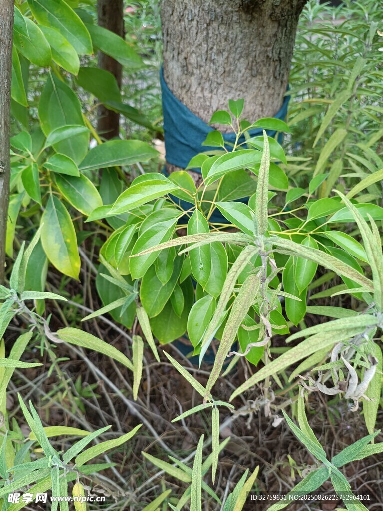 綠葉植物環(huán)繞樹干景象
