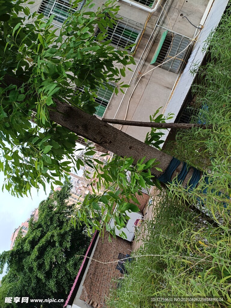 庭院綠植與老舊建筑景觀