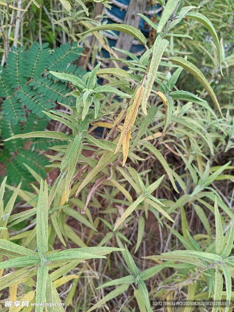 綠色植物特寫