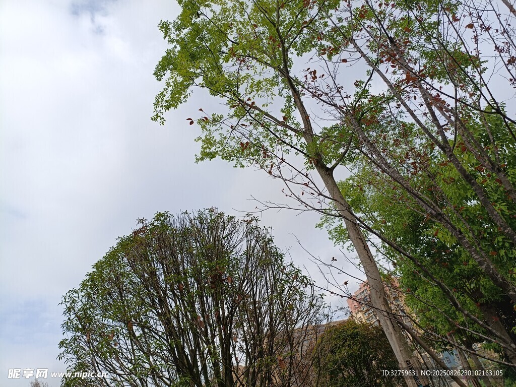 仰視蔥郁樹木與藍(lán)天白云