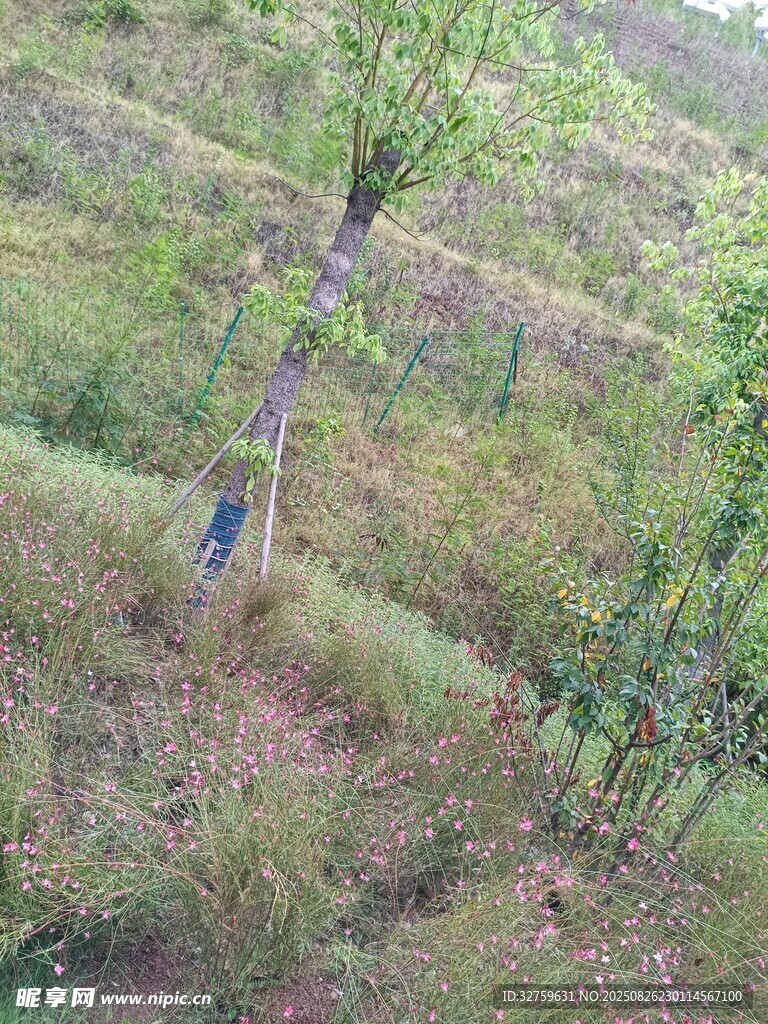 山坡上的樹木與草地