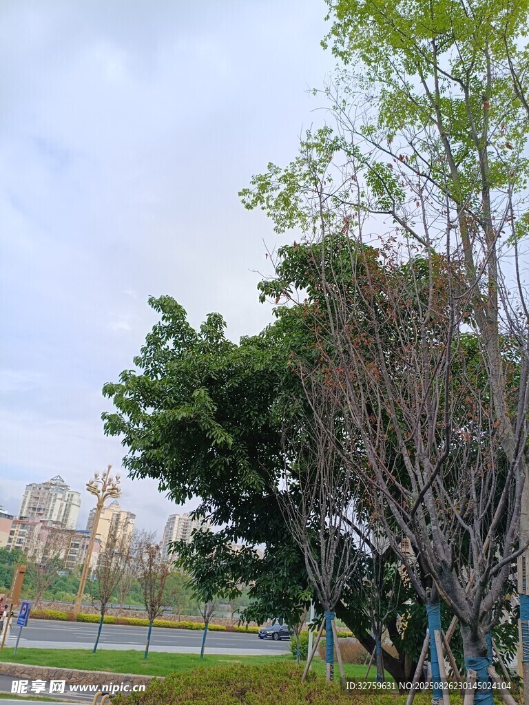 公園綠樹與遠(yuǎn)處城市景觀