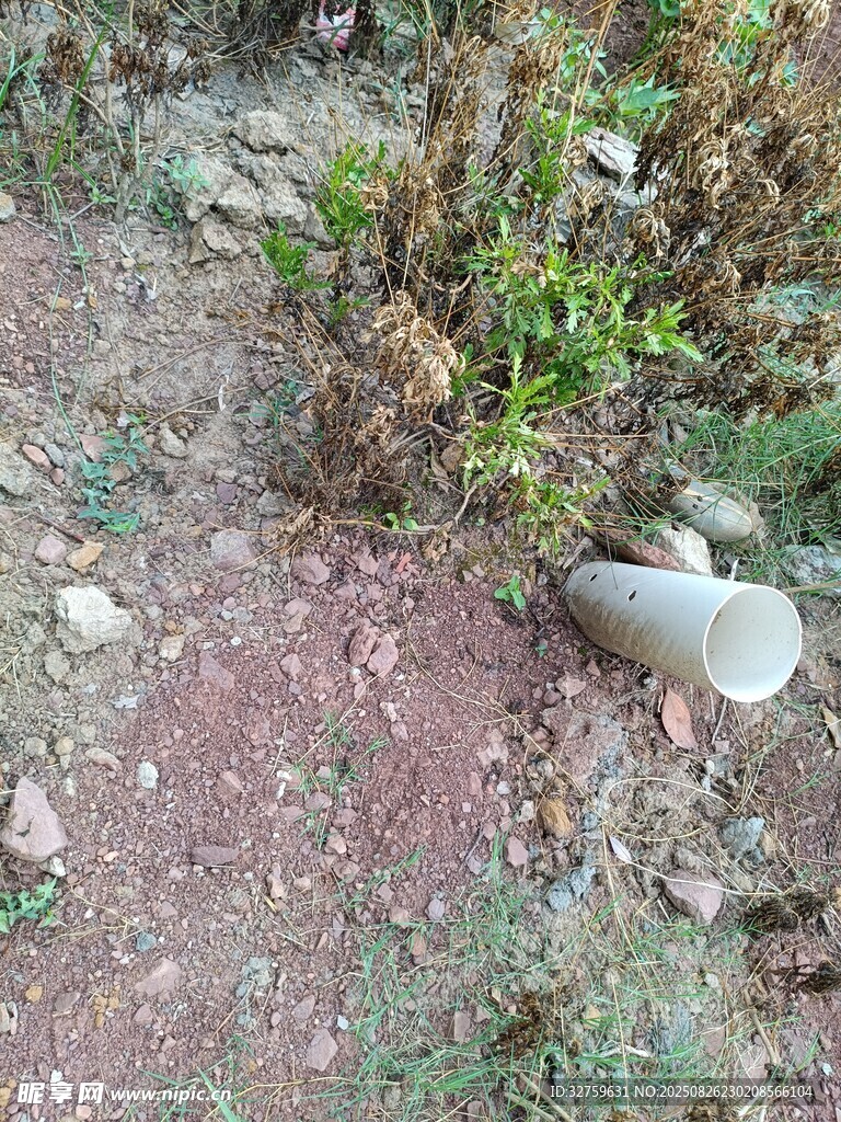 戶外自然地面與零星植物