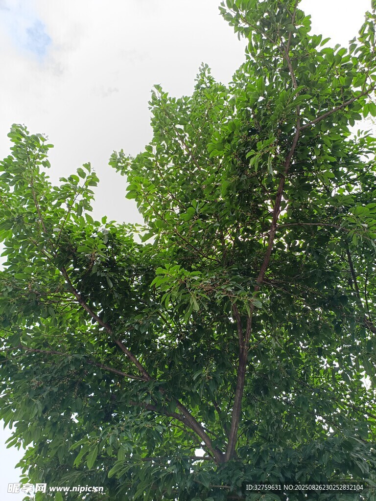 夏日蔥郁綠樹
