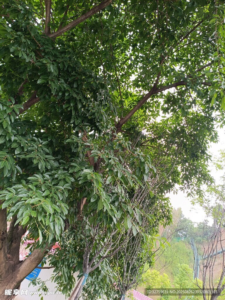 繁茂綠樹展現(xiàn)自然生機(jī)