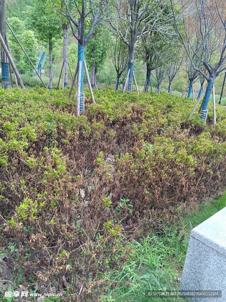 公園中的多彩灌木叢