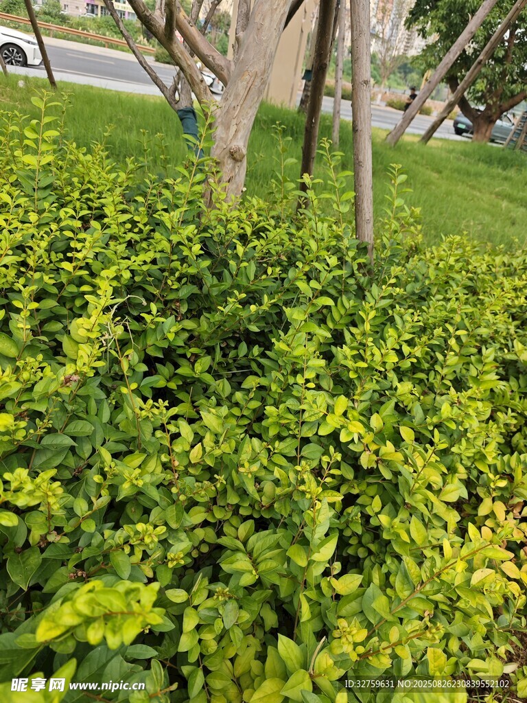 翠綠繁茂的戶外灌木叢
