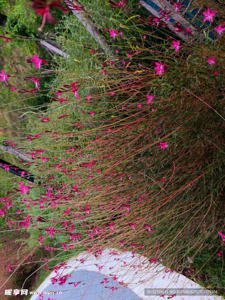 粉色花卉與草叢景觀