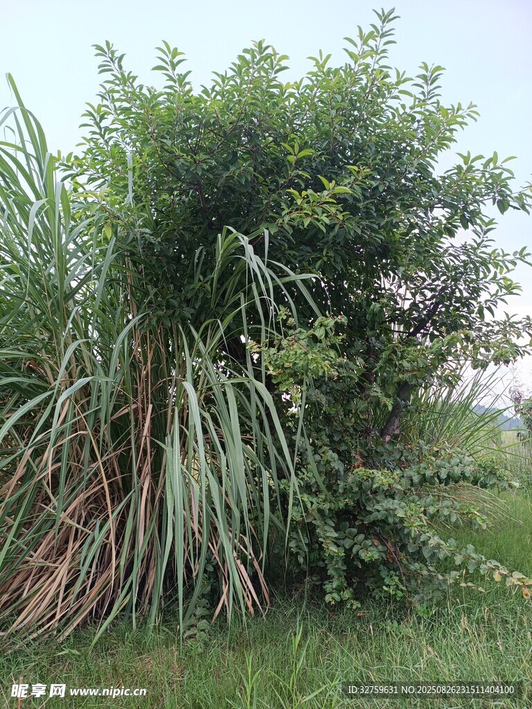 野外茂盛綠植景觀