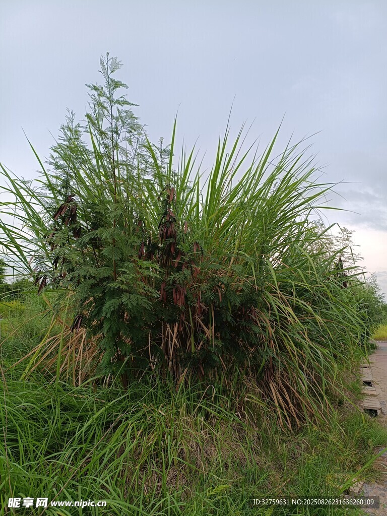野外叢生的高大綠色植物