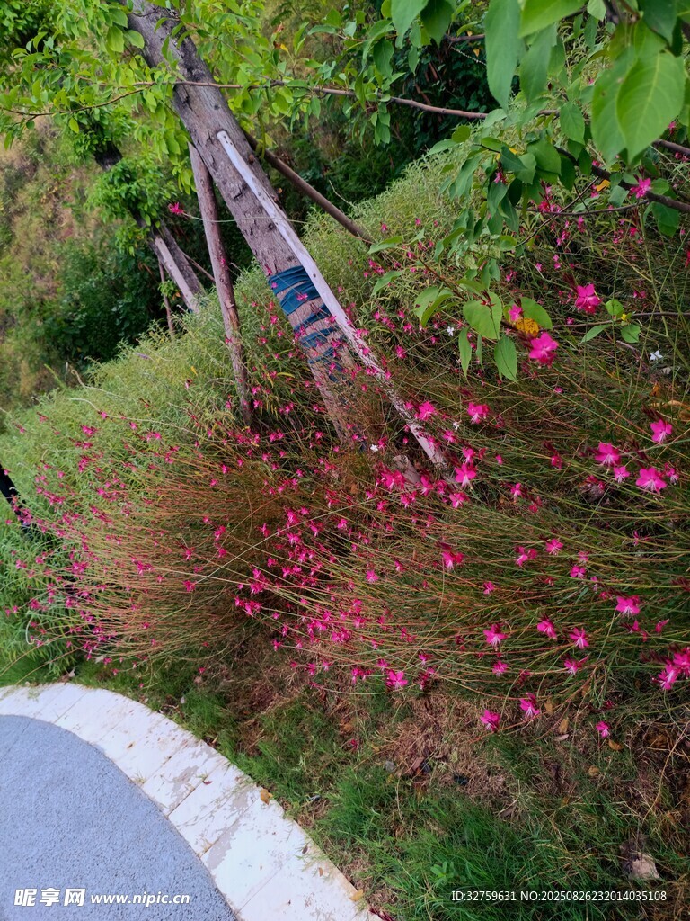 路邊多彩花卉與綠植景觀