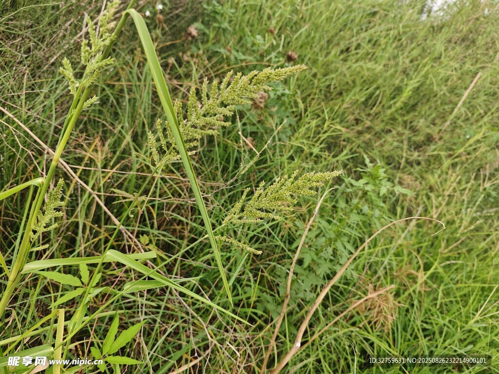 野外茂盛的綠色草叢