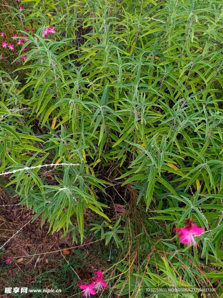 綠葉叢中綻放的粉色小花