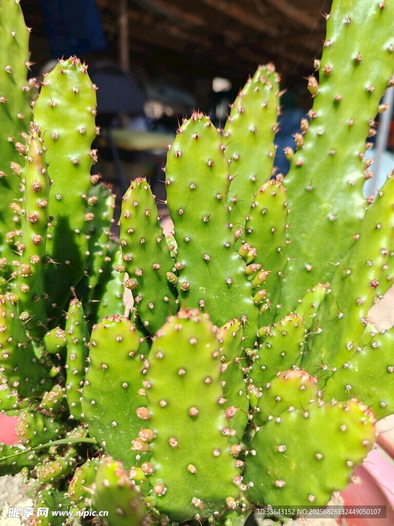 翠綠仙人掌盆栽