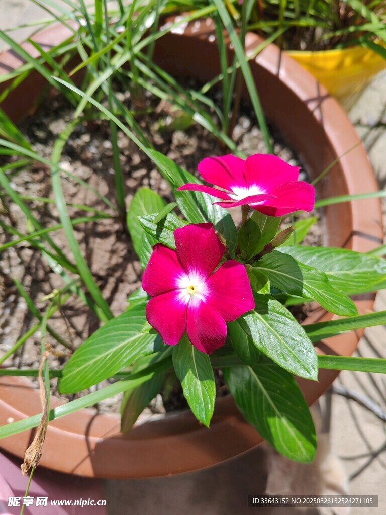 花盆中的嬌艷長春花