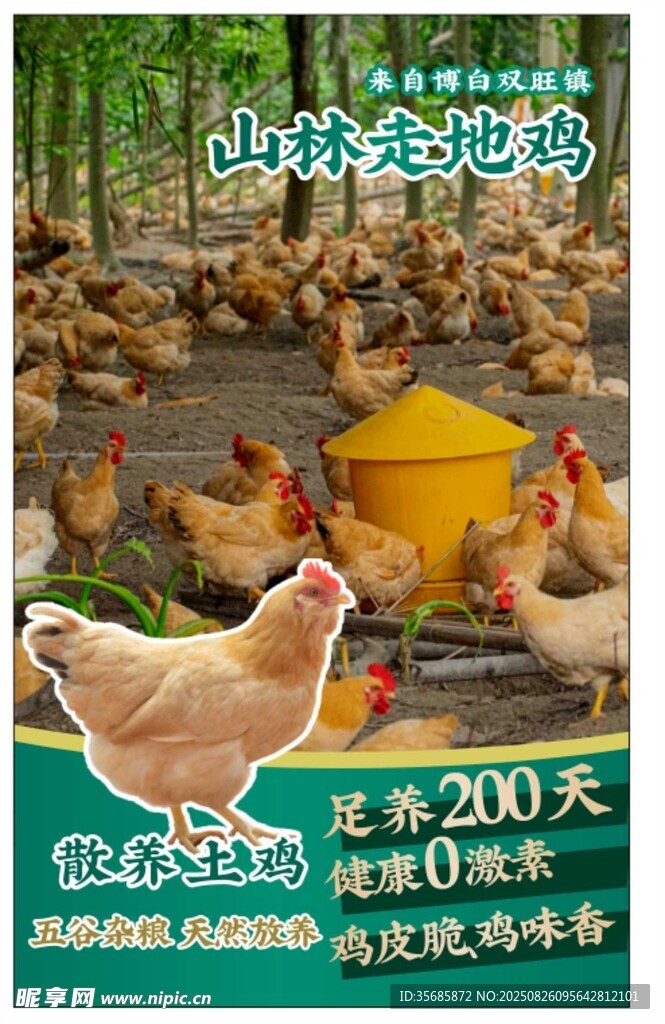 生態(tài)散養(yǎng)土雞