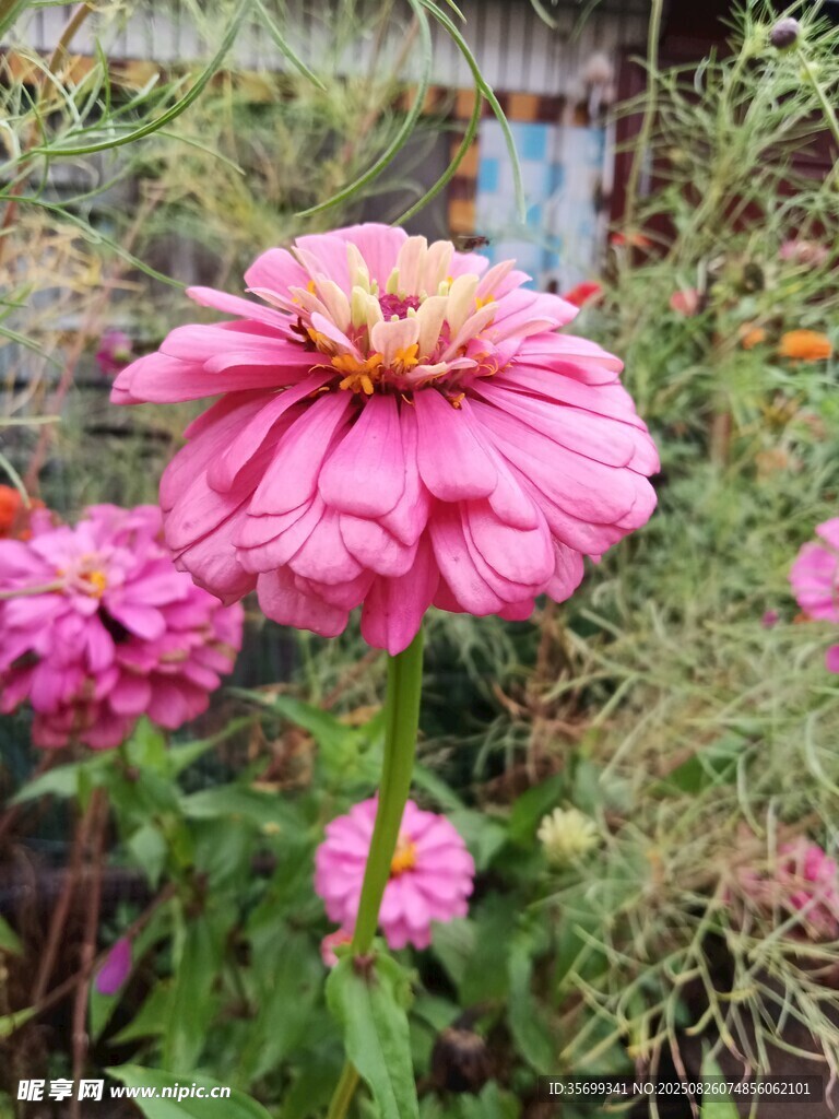 嬌艷綻放的粉色百日菊