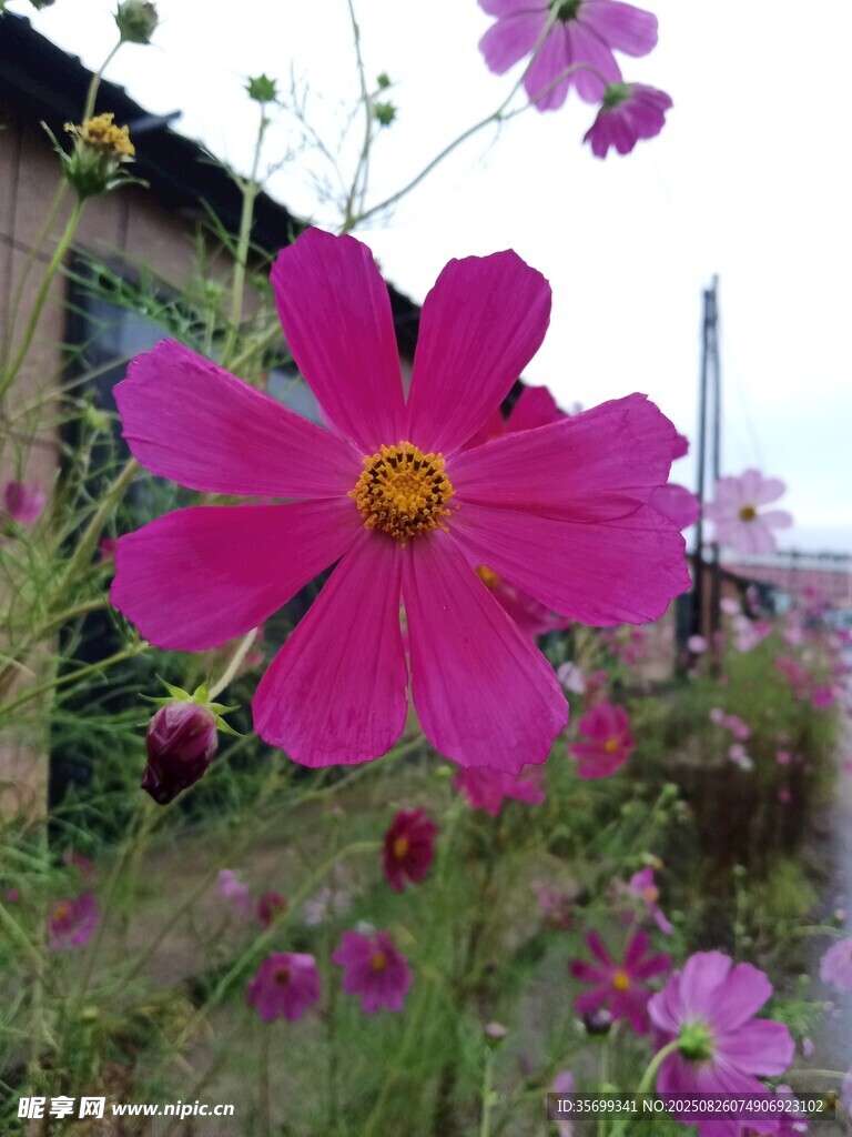 嬌艷波斯菊綻放于庭院