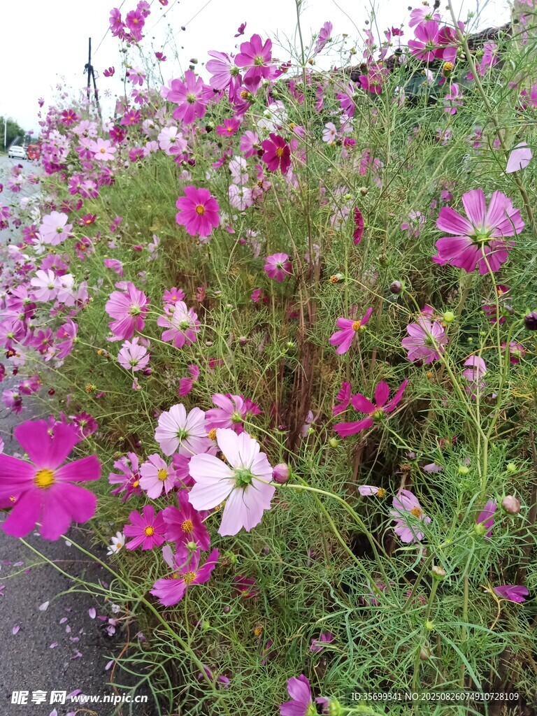繽紛格桑花綻放于草地