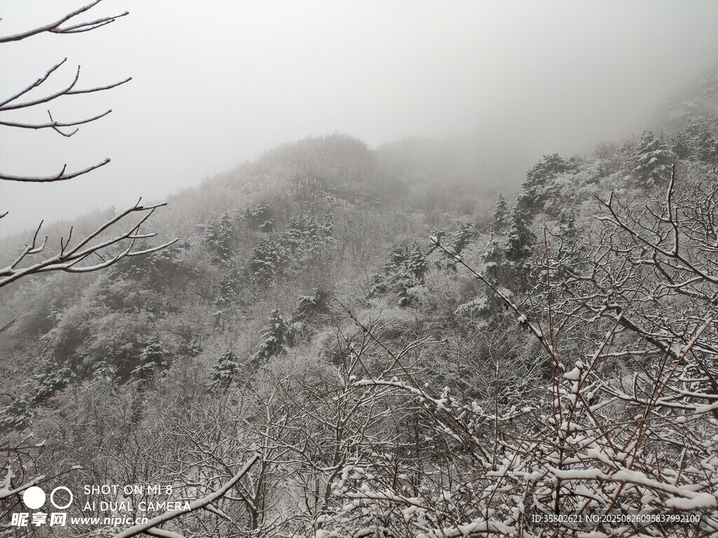 霧中雪覆山林景象