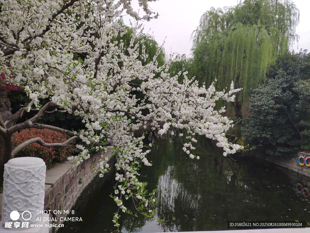 湖畔繁花垂柳詩(shī)意景致