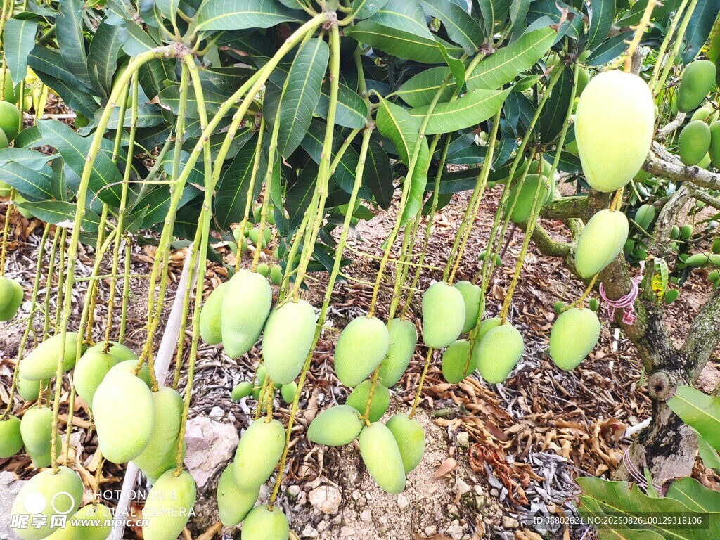 枝頭掛滿青嫩的小芒果