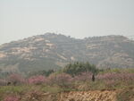 山