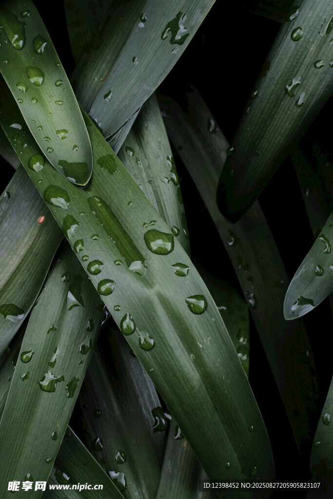 葉片上晶瑩的雨滴