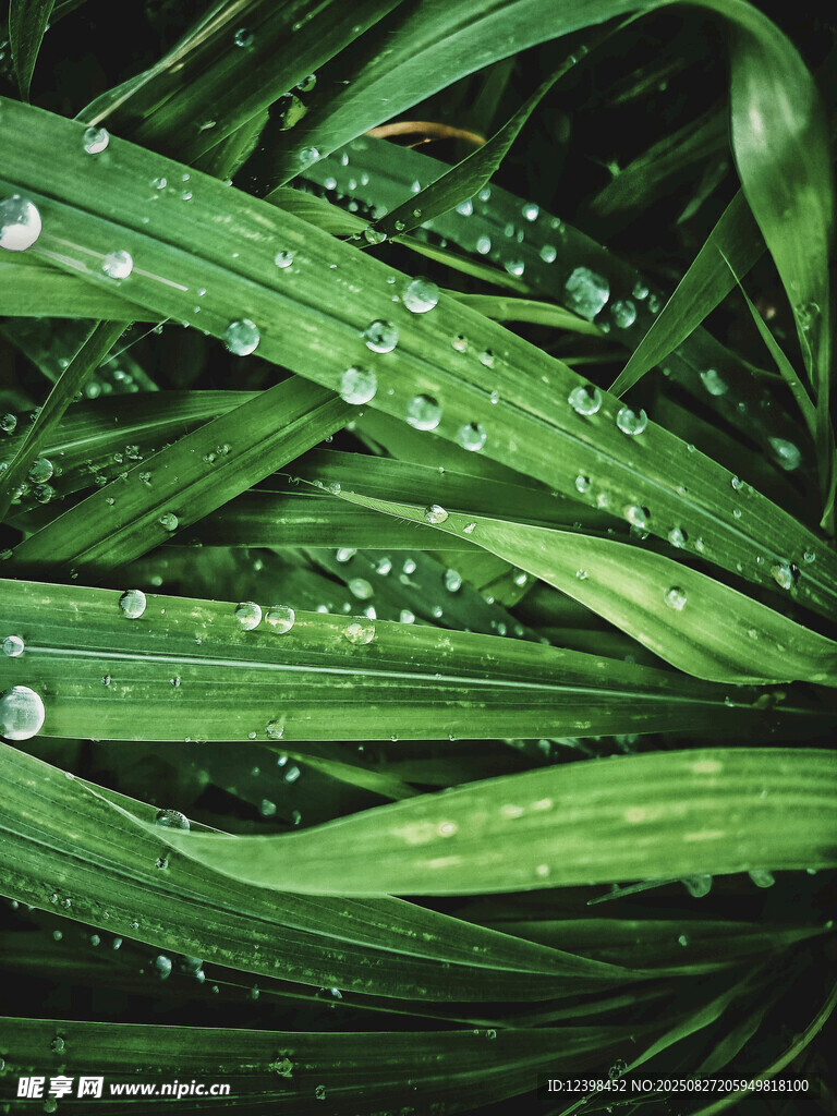 帶水珠的翠綠葉片