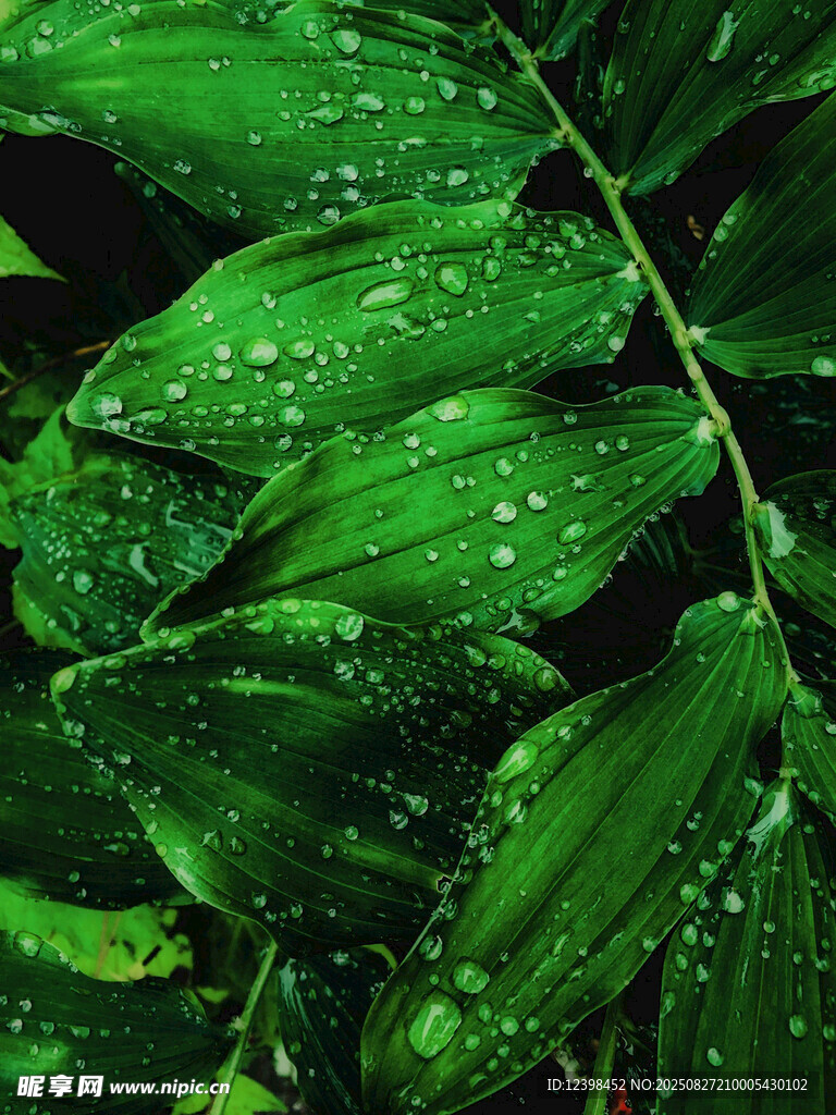 帶水珠的翠綠葉片