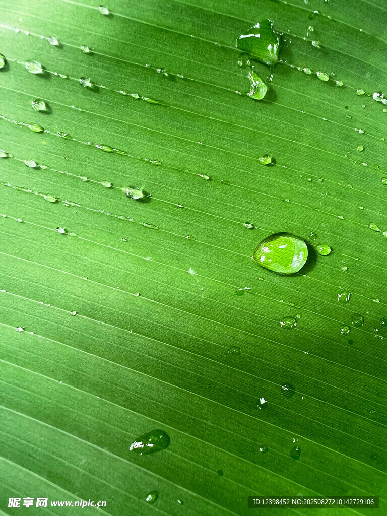 綠葉上晶瑩的水珠