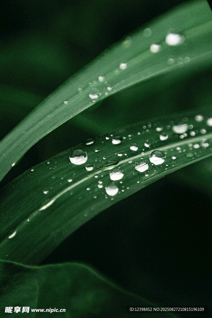 綠葉上晶瑩的水珠