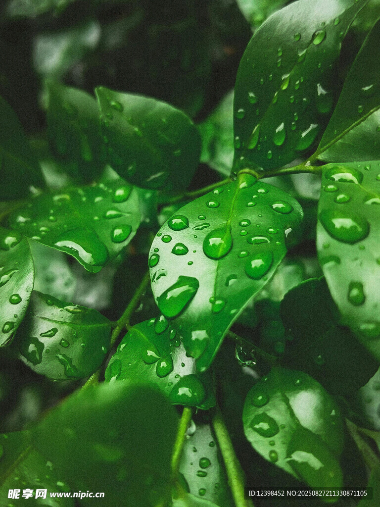 雨后翠綠葉片上的晶瑩水珠