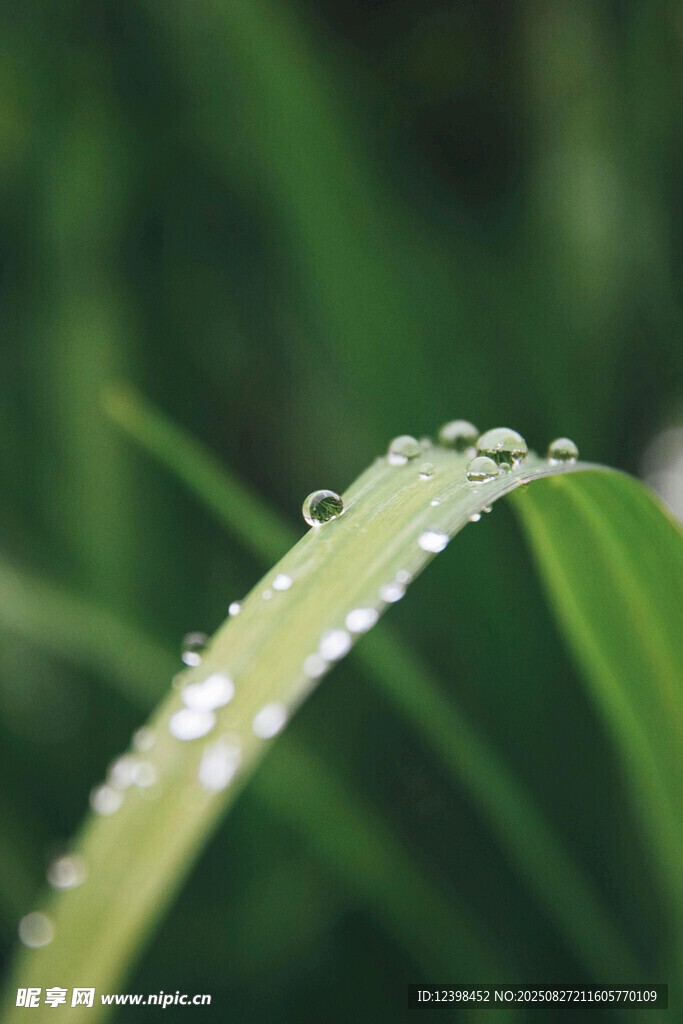 草葉上的晶瑩露珠
