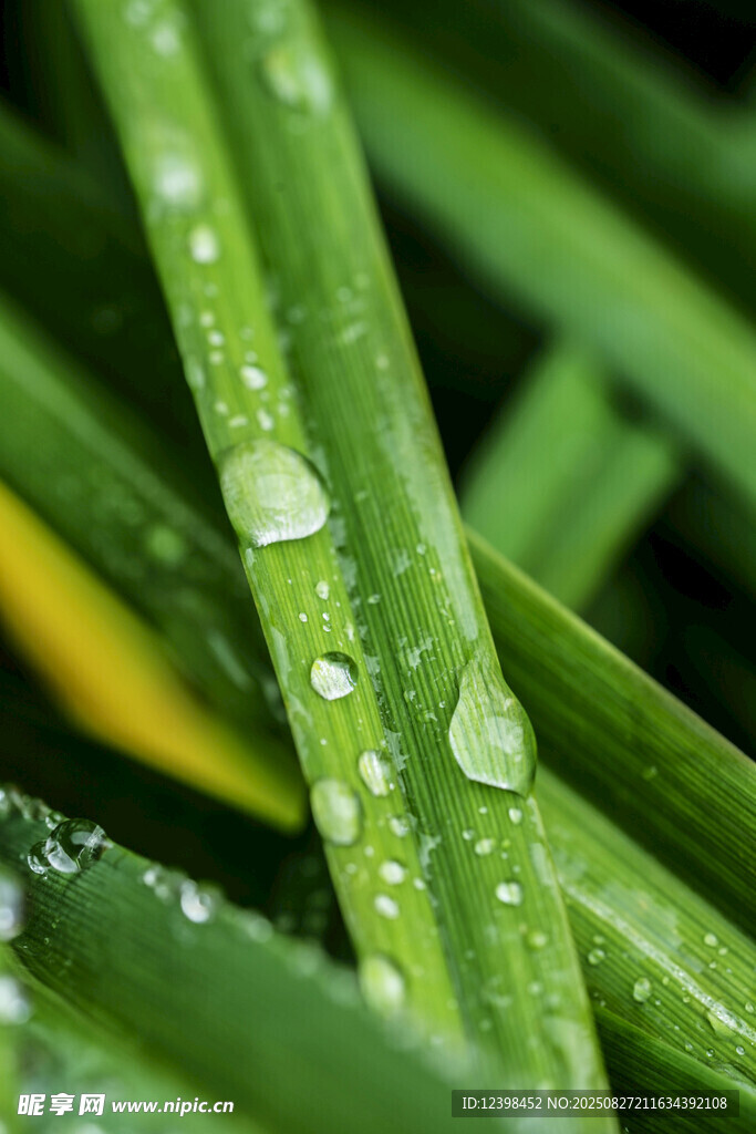 草葉上晶瑩的水珠