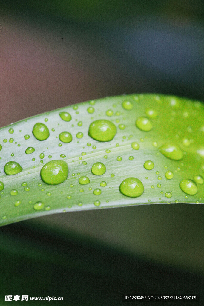 綠葉上晶瑩的水珠