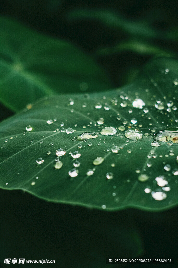綠葉上晶瑩的水珠