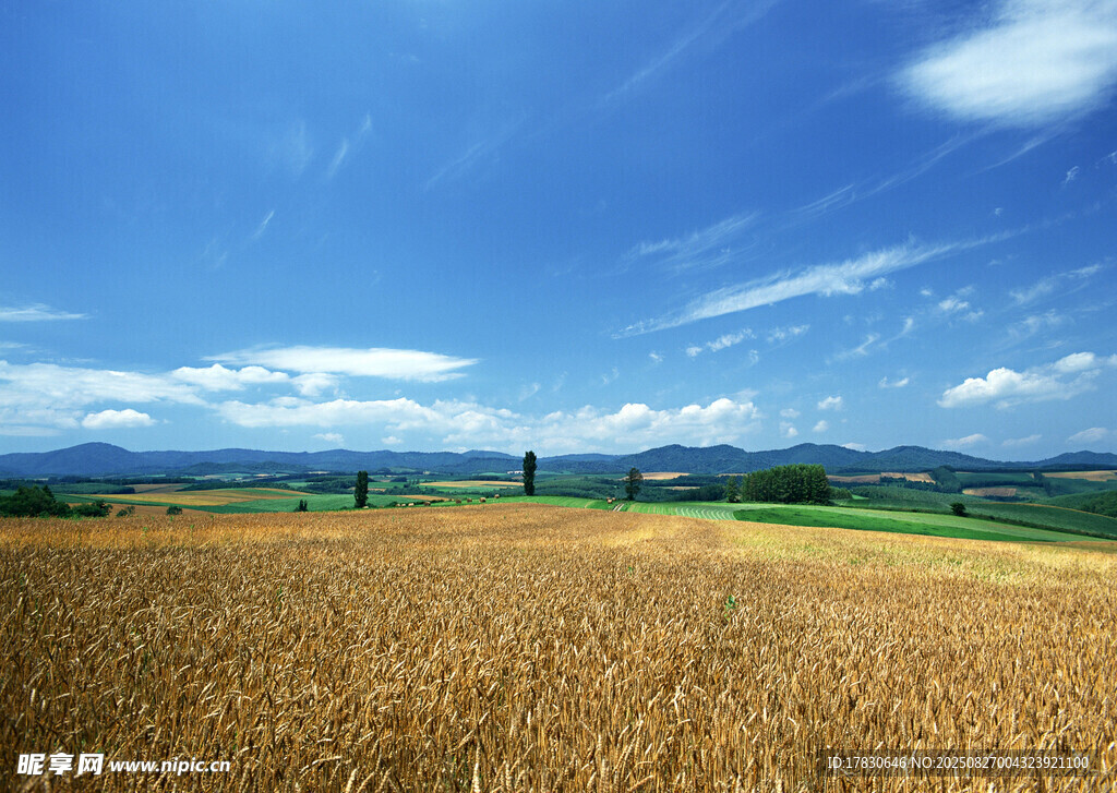 金黃麥田與藍(lán)天白云美景