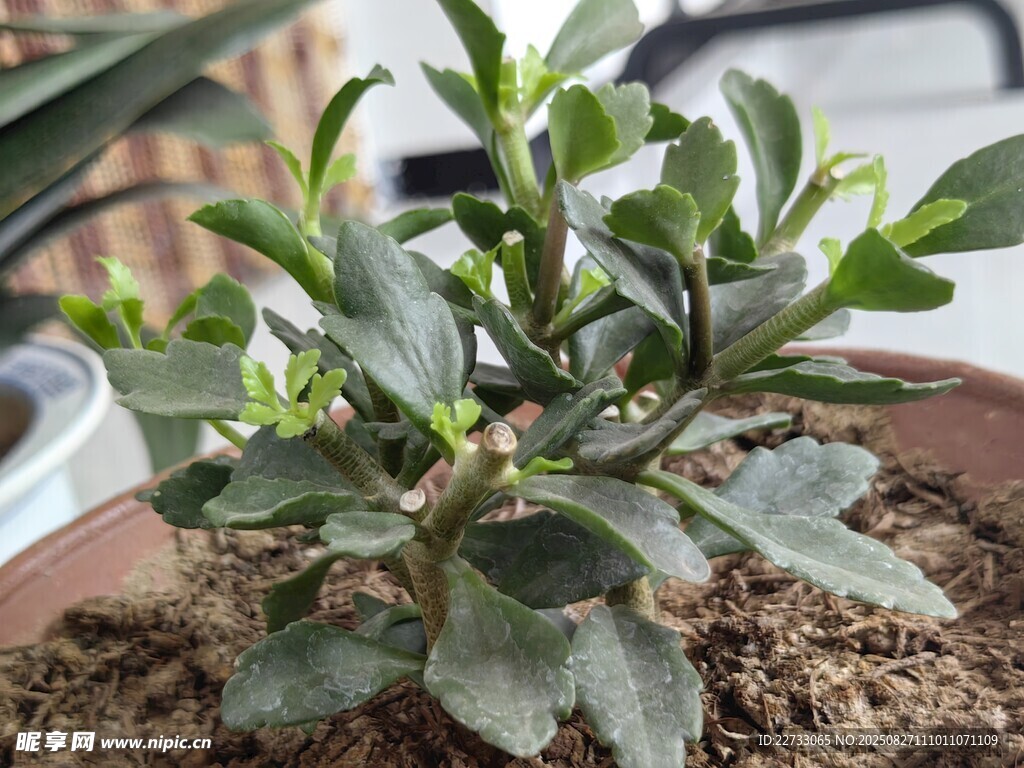 翠綠盆栽植物
