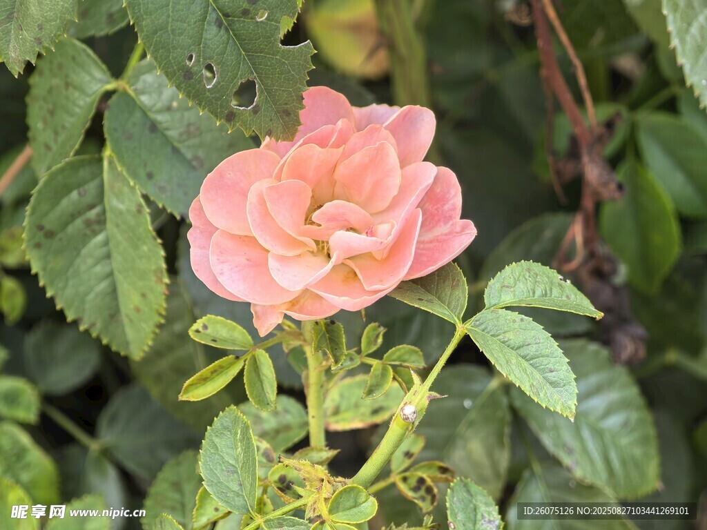 嬌艷粉色月季花
