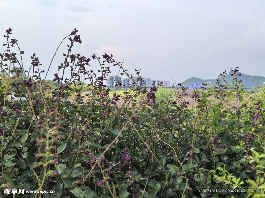 田野中的繁茂植物景觀