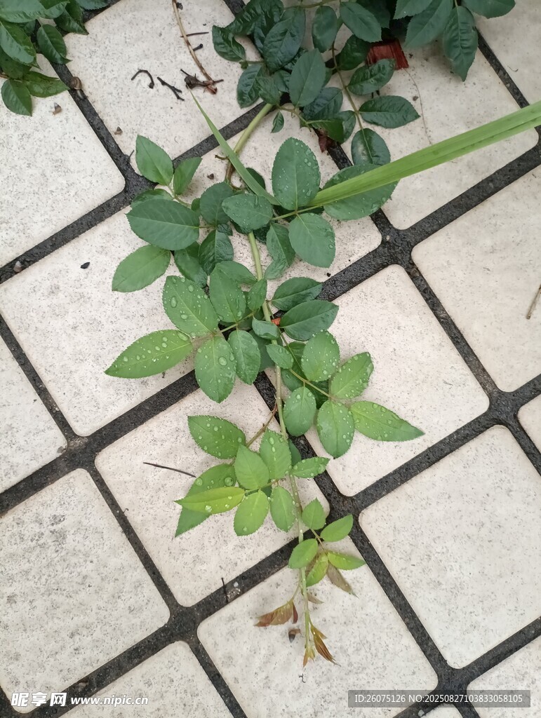 磚縫中生長(zhǎng)的綠色植物