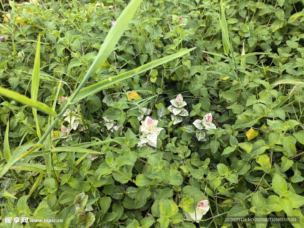 草叢中的白色小花