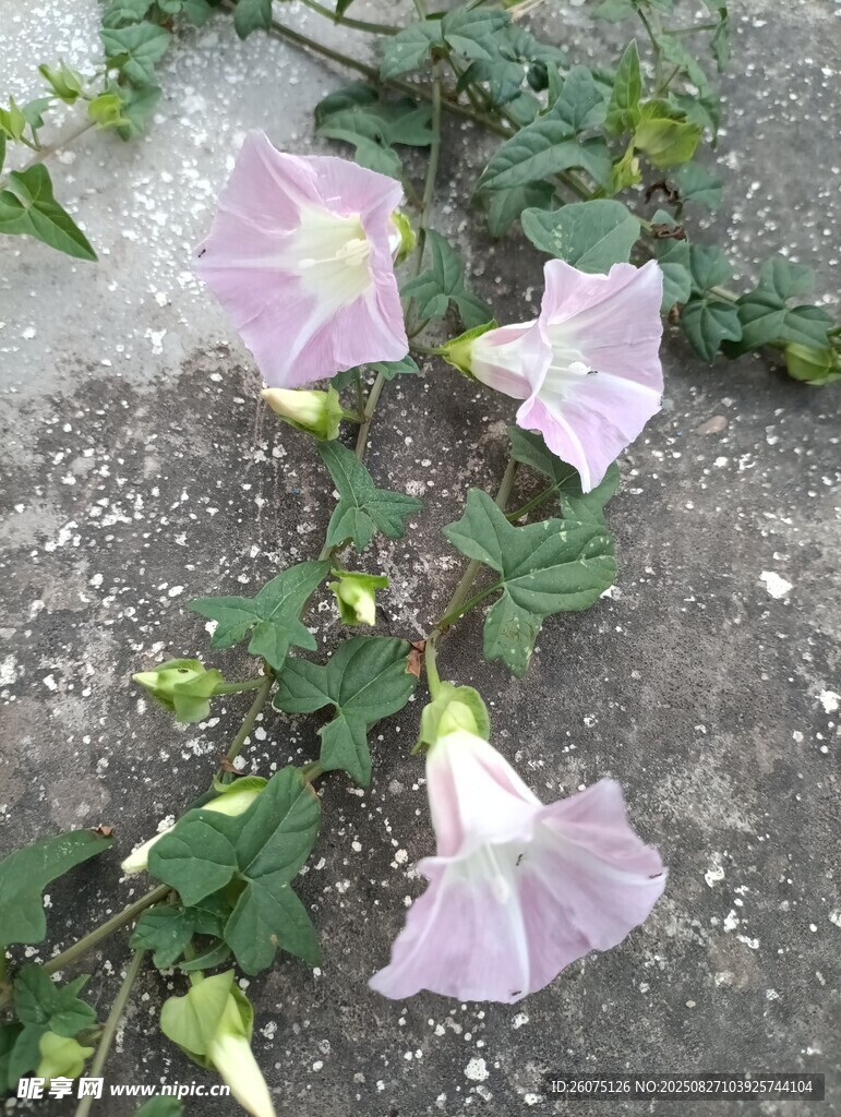 路邊綻放的粉色牽牛花