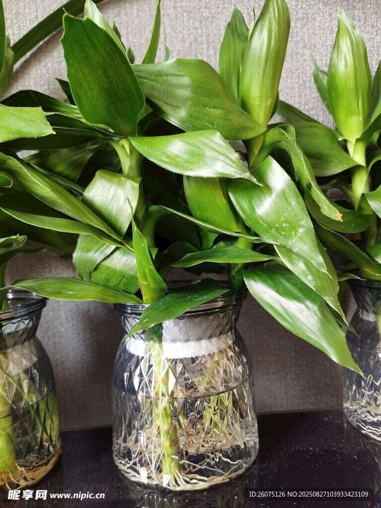 水培綠植清新綠意裝點(diǎn)生活