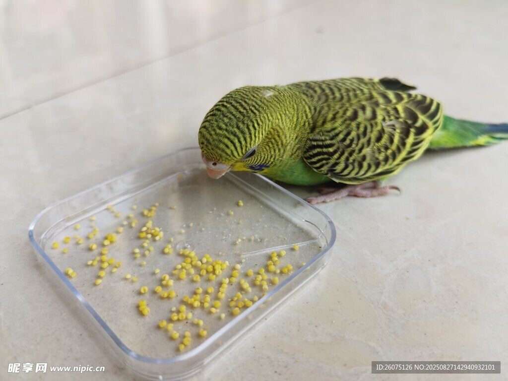 鸚鵡進食小米