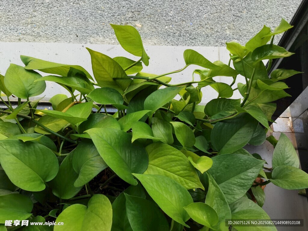 翠綠茂盛的窗邊綠蘿